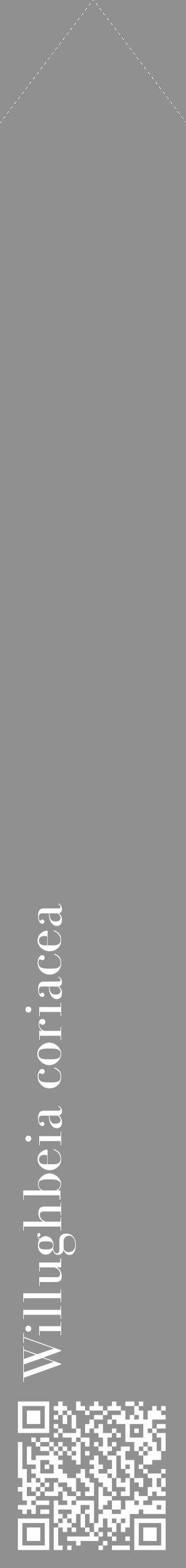 Étiquette de : Willughbeia coriacea - format c - style blanche4_simple_simplebod avec qrcode et comestibilité - position verticale