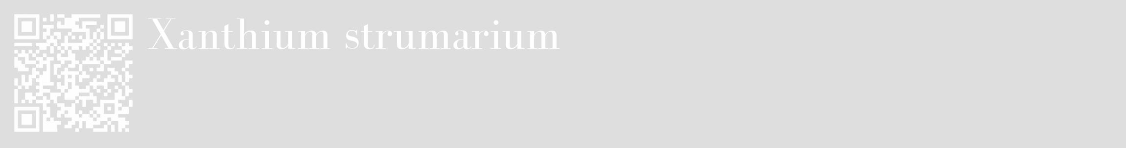 Étiquette de : Xanthium strumarium - format c - style blanche20_basique_basiquebod avec qrcode et comestibilité