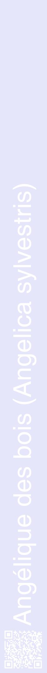 Étiquette de : Angelica sylvestris - format a - style blanche55hel avec qrcode et comestibilité - position verticale