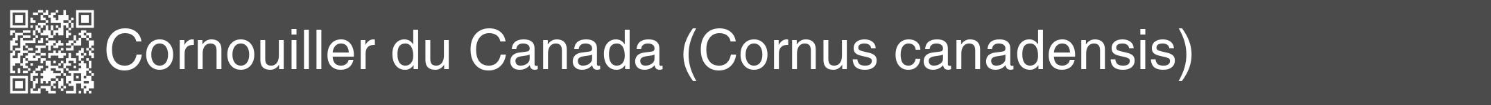 Étiquette de : Cornus canadensis - format a - style blanche9hel avec qrcode et comestibilité