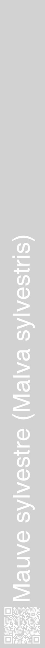 Étiquette de : Malva sylvestris - format a - style blanche14hel avec qrcode et comestibilité - position verticale