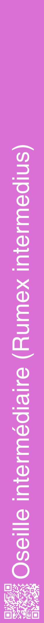 Étiquette de : Rumex intermedius - format a - style blanche52hel avec qrcode et comestibilité