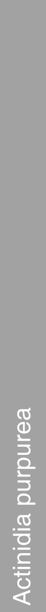 Étiquette de : Actinidia purpurea - format a - style blanche38hel avec comestibilité - position verticale