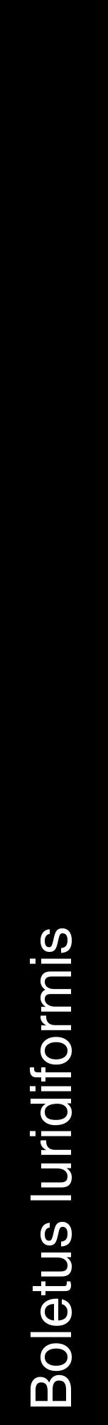 Étiquette de : Boletus luridiformis - format a - style blanche59hel avec comestibilité