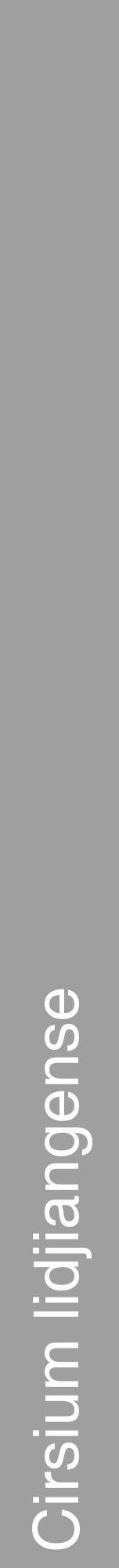 Étiquette de : Cirsium lidjiangense - format a - style blanche24hel avec comestibilité - position verticale