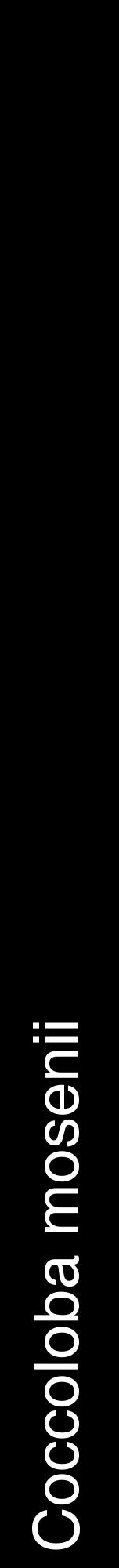 Étiquette de : Coccoloba mosenii - format a - style blanche59hel avec comestibilité - position verticale