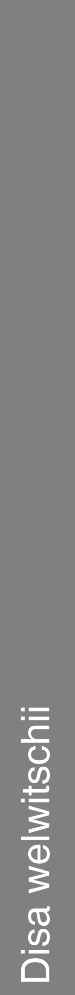 Étiquette de : Disa welwitschii - format a - style blanche57hel avec comestibilité