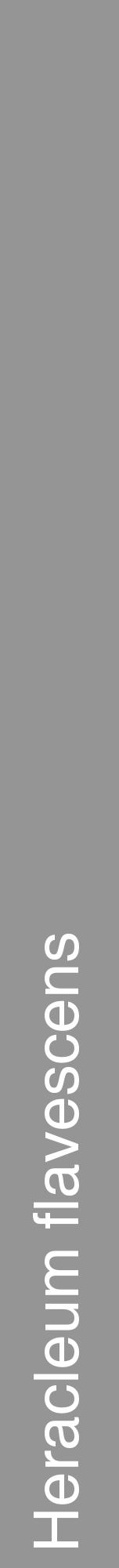 Étiquette de : Heracleum flavescens - format a - style blanche16hel avec comestibilité - position verticale