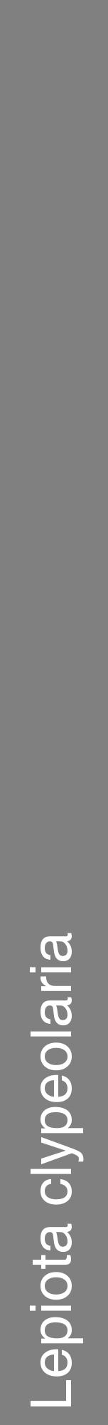 Étiquette de : Lepiota clypeolaria - format a - style blanche57hel avec comestibilité