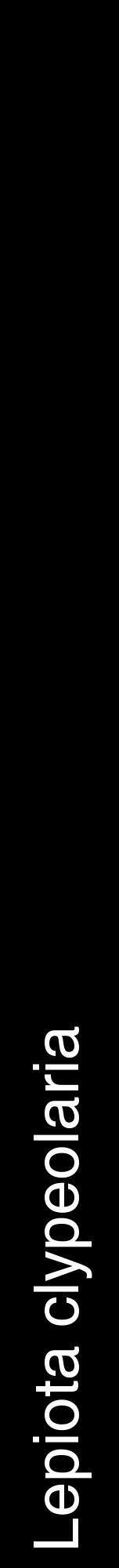 Étiquette de : Lepiota clypeolaria - format a - style blanche59hel avec comestibilité