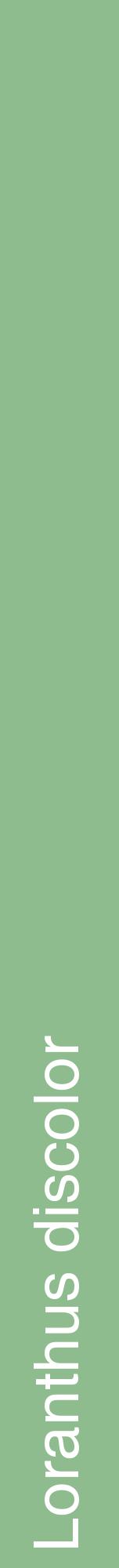 Étiquette de : Loranthus discolor - format a - style blanche13hel avec comestibilité