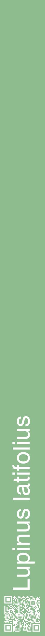 Étiquette de : Lupinus latifolius - format a - style blanche13hel avec qrcode et comestibilité