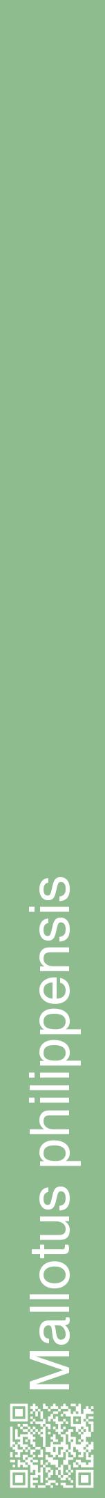 Étiquette de : Mallotus philippensis - format a - style blanche13hel avec qrcode et comestibilité