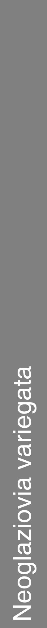 Étiquette de : Neoglaziovia variegata - format a - style blanche57hel avec comestibilité