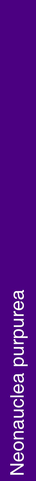 Étiquette de : Neonauclea purpurea - format a - style blanche47hel avec comestibilité