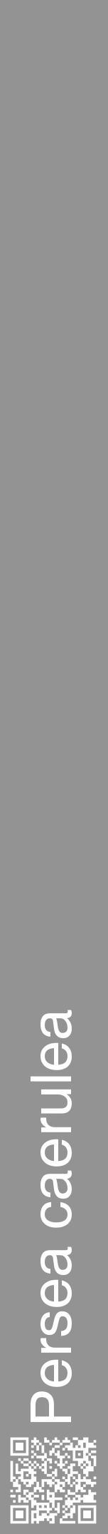 Étiquette de : Persea caerulea - format a - style blanche44hel avec qrcode et comestibilité - position verticale