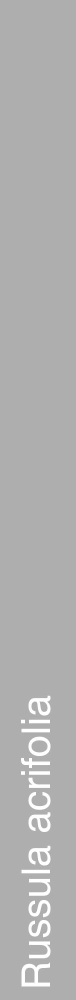 Étiquette de : Russula acrifolia - format a - style blanche53hel avec comestibilité - position verticale