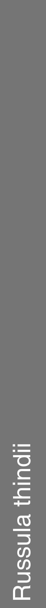 Étiquette de : Russula thindii - format a - style blanche5hel avec comestibilité - position verticale