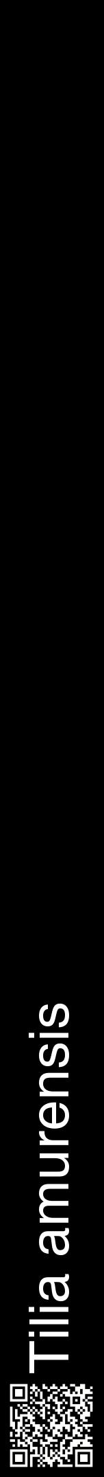 Étiquette de : Tilia amurensis - format a - style blanche59hel avec qrcode et comestibilité