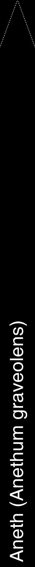 Étiquette de : Anethum graveolens - format b - style blanche59hel avec comestibilité - position verticale
