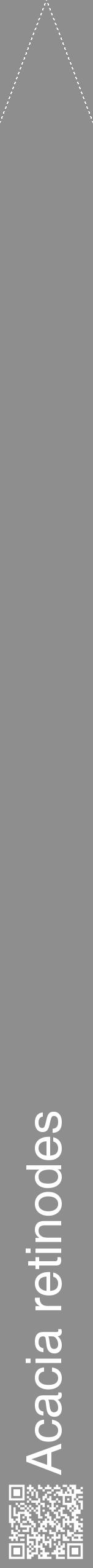 Étiquette de : Acacia retinodes - format b - style blanche25hel avec qrcode et comestibilité - position verticale