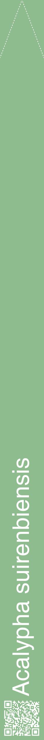 Étiquette de : Acalypha suirenbiensis - format b - style blanche13hel avec qrcode et comestibilité