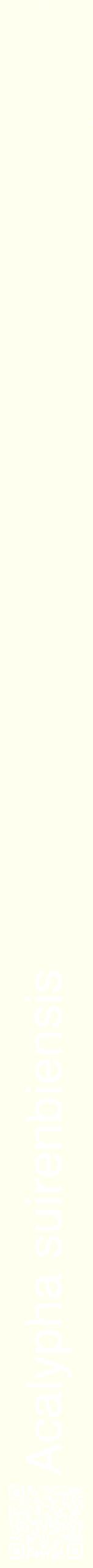 Étiquette de : Acalypha suirenbiensis - format b - style blanche19hel avec qrcode et comestibilité