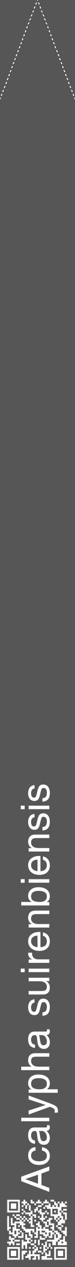 Étiquette de : Acalypha suirenbiensis - format b - style blanche45hel avec qrcode et comestibilité - position verticale