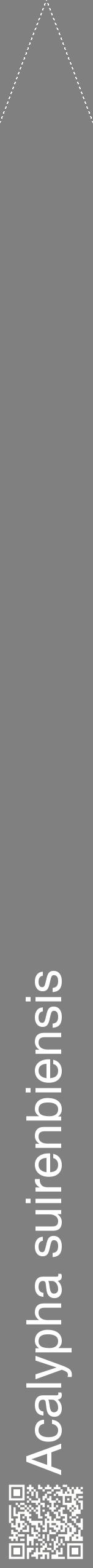 Étiquette de : Acalypha suirenbiensis - format b - style blanche57hel avec qrcode et comestibilité