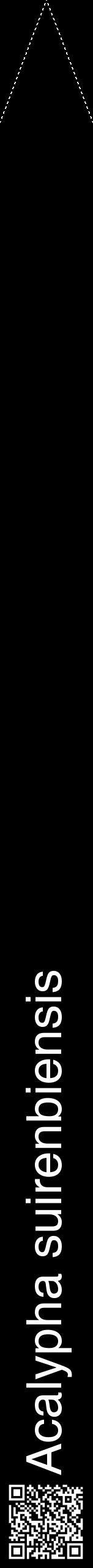 Étiquette de : Acalypha suirenbiensis - format b - style blanche59hel avec qrcode et comestibilité