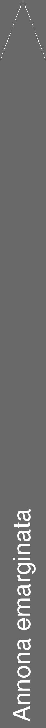 Étiquette de : Annona emarginata - format b - style blanche11hel avec comestibilité - position verticale