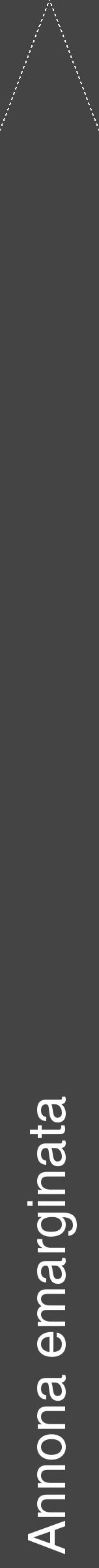 Étiquette de : Annona emarginata - format b - style blanche48hel avec comestibilité - position verticale