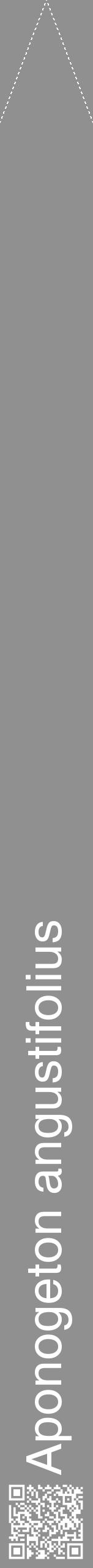 Étiquette de : Aponogeton angustifolius - format b - style blanche4hel avec qrcode et comestibilité - position verticale