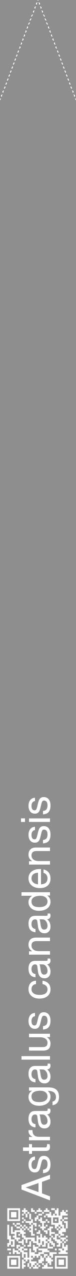 Étiquette de : Astragalus canadensis - format b - style blanche25hel avec qrcode et comestibilité - position verticale