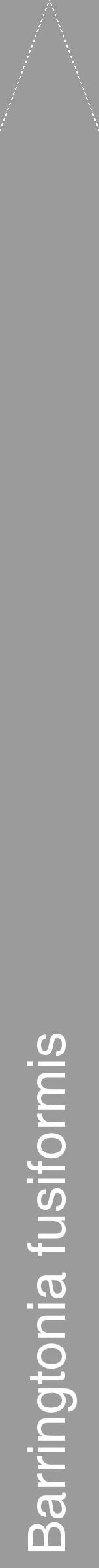 Étiquette de : Barringtonia fusiformis - format b - style blanche52hel avec comestibilité - position verticale