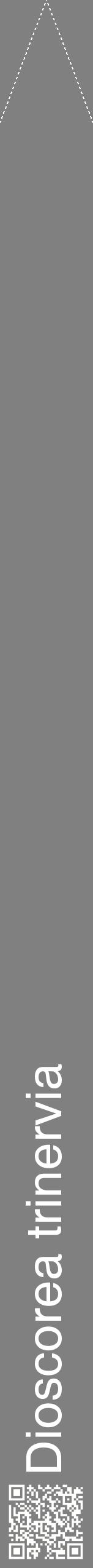 Étiquette de : Dioscorea trinervia - format b - style blanche57hel avec qrcode et comestibilité