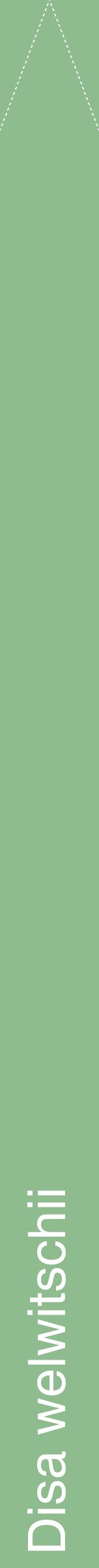 Étiquette de : Disa welwitschii - format b - style blanche13hel avec comestibilité