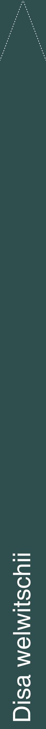 Étiquette de : Disa welwitschii - format b - style blanche58hel avec comestibilité