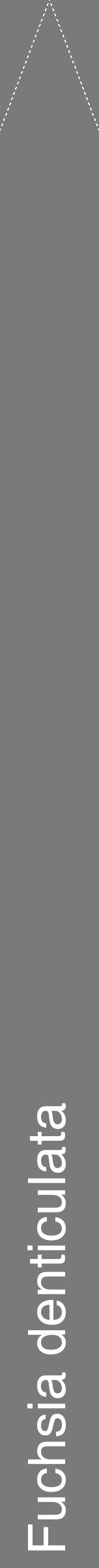 Étiquette de : Fuchsia denticulata - format b - style blanche3hel avec comestibilité - position verticale