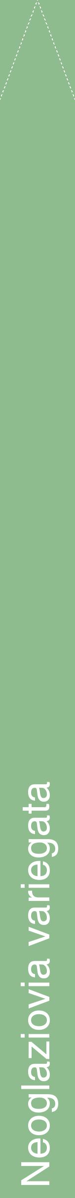 Étiquette de : Neoglaziovia variegata - format b - style blanche13hel avec comestibilité