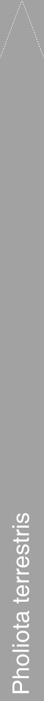 Étiquette de : Pholiota terrestris - format b - style blanche38hel avec comestibilité - position verticale