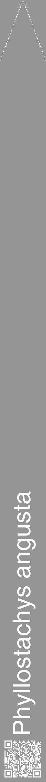 Étiquette de : Phyllostachys angusta - format b - style blanche16hel avec qrcode et comestibilité - position verticale