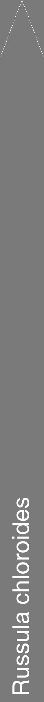 Étiquette de : Russula chloroides - format b - style blanche3hel avec comestibilité - position verticale