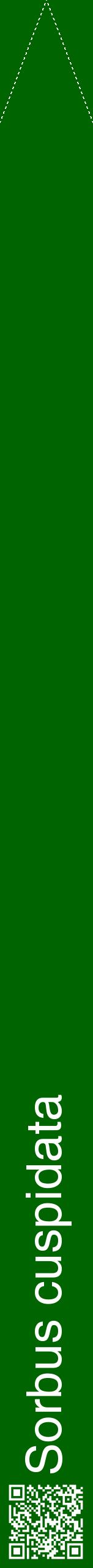 Étiquette de : Sorbus cuspidata - format b - style blanche8hel avec qrcode et comestibilité