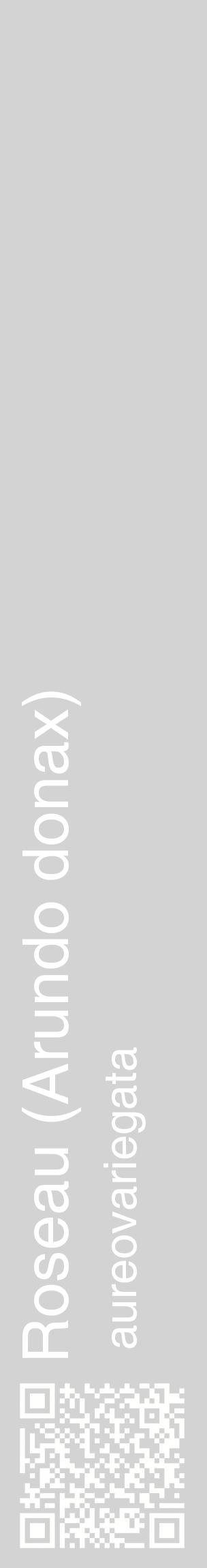 Étiquette de : Arundo donax aureovariegata - format c - style blanche56_basiquehel avec qrcode et comestibilité