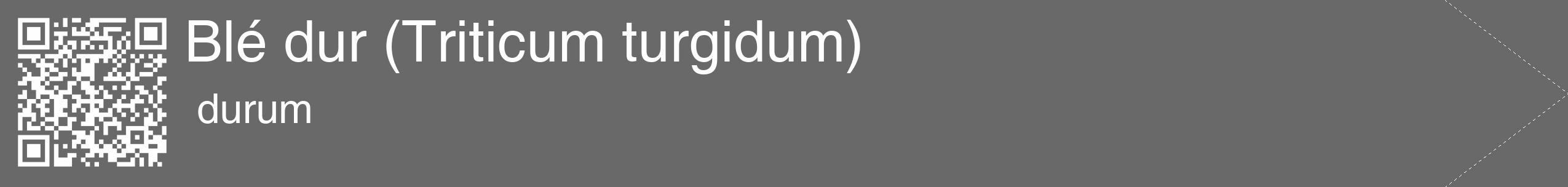 Étiquette de : Triticum turgidum durum - format c - style blanche51_simple_simplehel avec qrcode et comestibilité