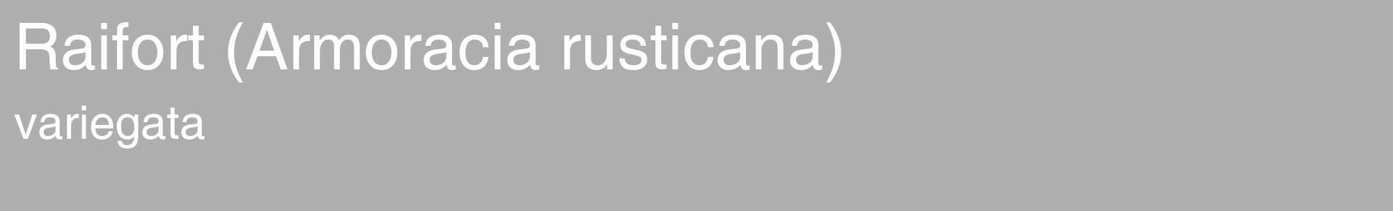 Étiquette de : Armoracia rusticana variegata - format c - style blanche53_basique_basiquehel avec comestibilité