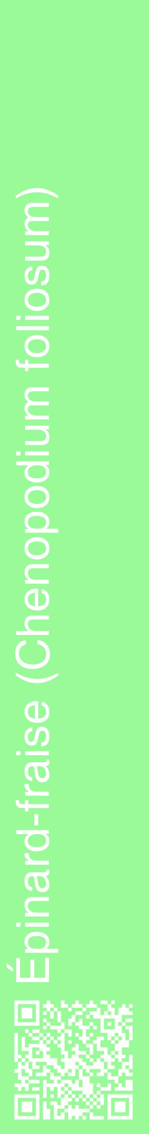 Étiquette de : Chenopodium foliosum - format c - style blanche14_basiquehel avec qrcode et comestibilité