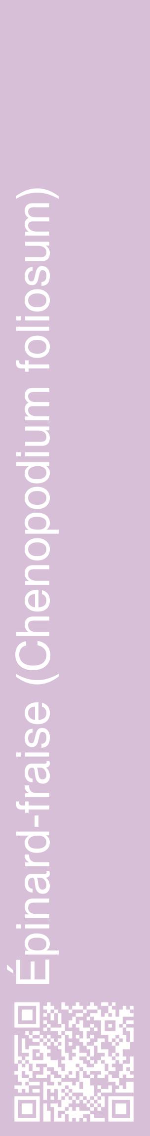 Étiquette de : Chenopodium foliosum - format c - style blanche54_basiquehel avec qrcode et comestibilité