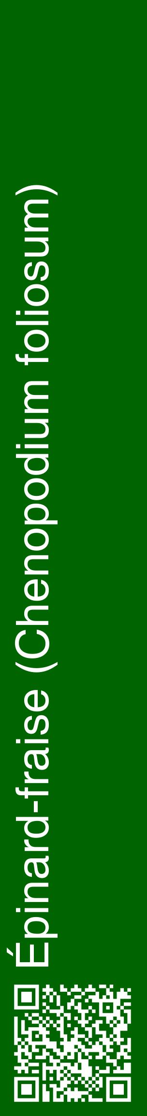 Étiquette de : Chenopodium foliosum - format c - style blanche8_basiquehel avec qrcode et comestibilité